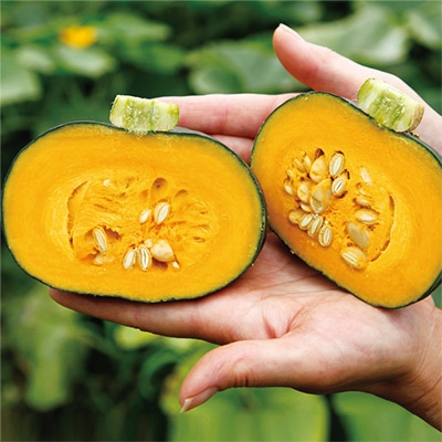 神奈川 伊藤農園ミニカボチャ 栗っプチ6～7玉