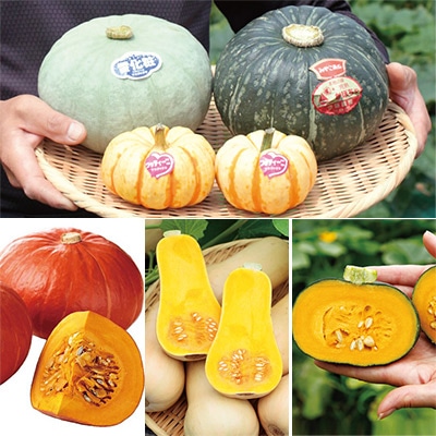 神奈川 伊藤農園カボチャ オールスター6種セット