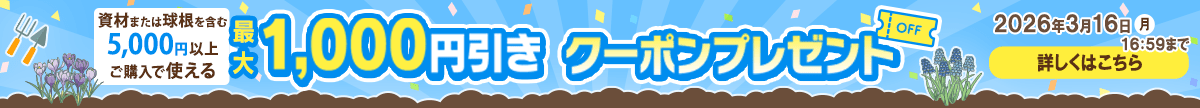 資材、または球根を含む5,000円以上で最大1,000円引きクーポンプレゼント！