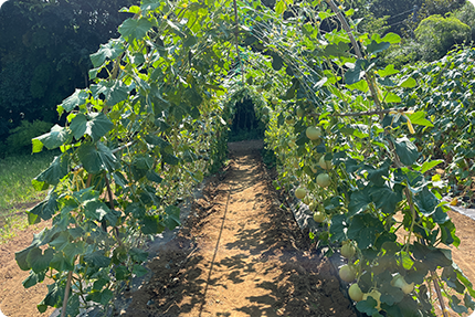 立体栽培とは？