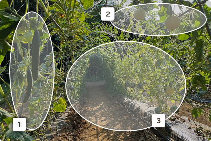 立体栽培をするメリット ３つ