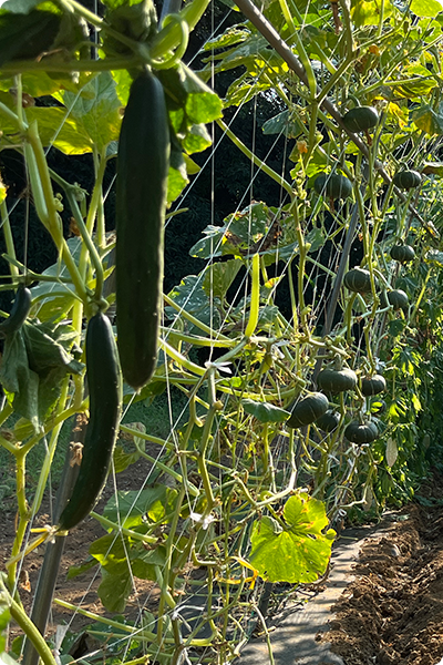 立体栽培をするメリット ３つ