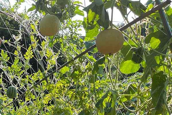 立体栽培をするメリット ３つ