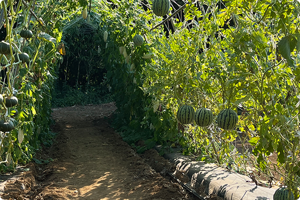 立体栽培をするメリット ３つ