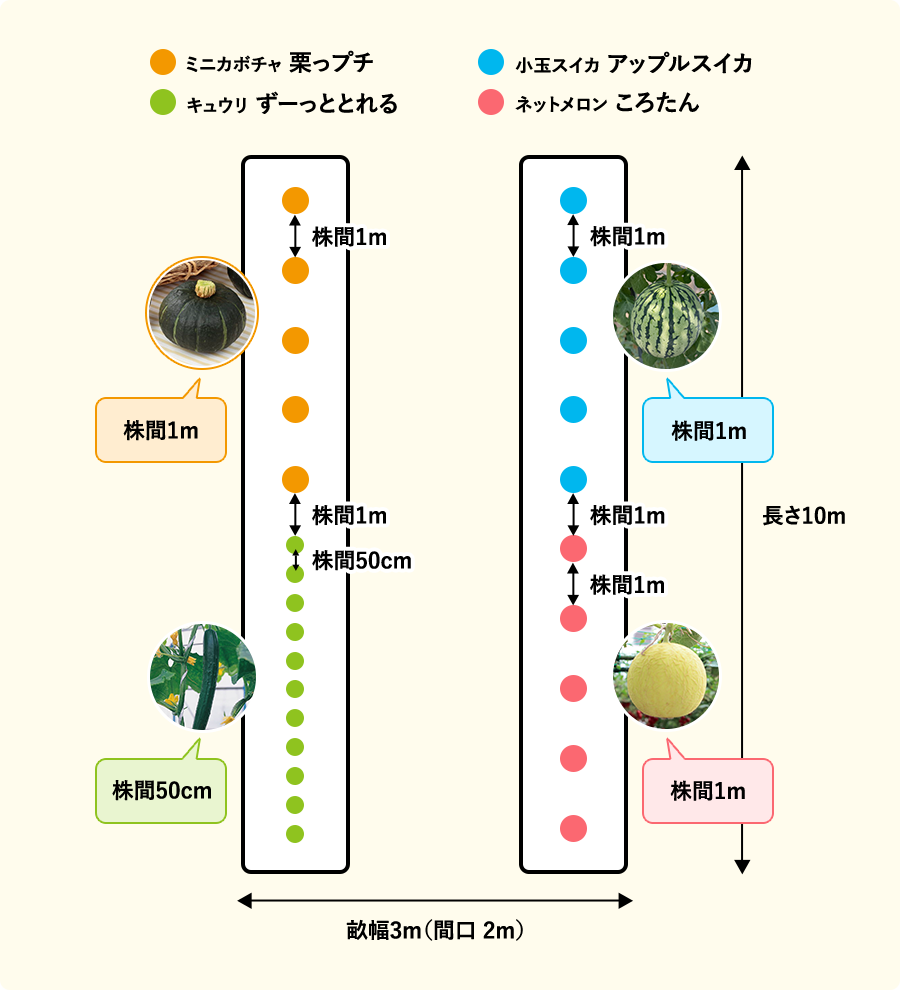 畝の長さは10m、畝幅を3m（間口を2m）あける。ミニカボチャ「栗っプチ」を5か所とキュウリ「ずーっととれる」を11か所植えた畝、キュウリ同士は株間50cm、キュウリとミニカボチャ、ミニカボチャ同士の株間は1m。小玉スイカ「アップルスイカ」とネットメロン「ころたん」を5か所ずつ植えた畝、株間は1m。