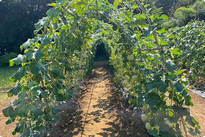 立体栽培とは？