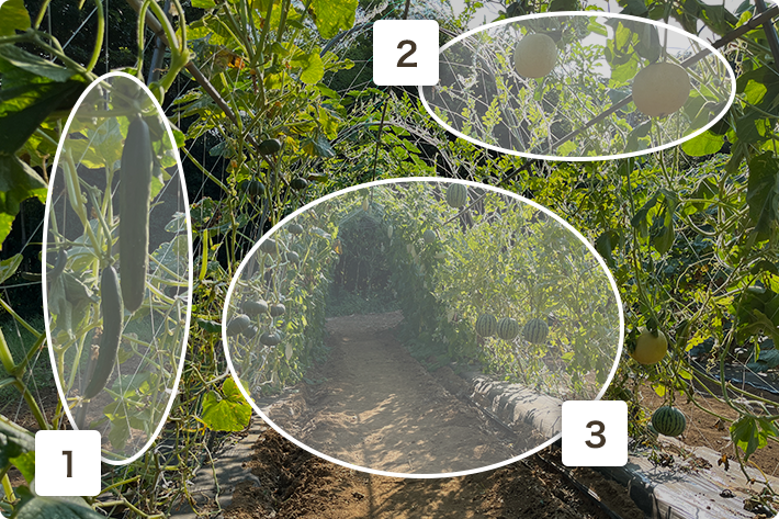 立体栽培をするメリット ３つ