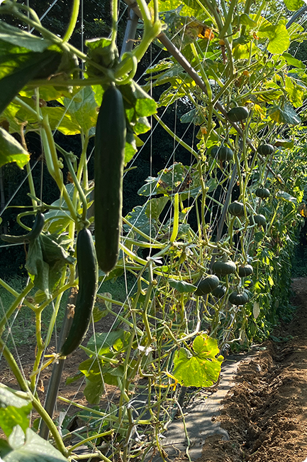 立体栽培をするメリット 3つ