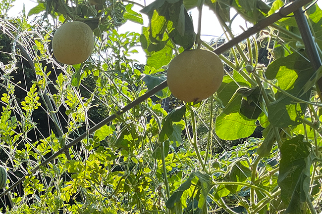 立体栽培をするメリット 3つ