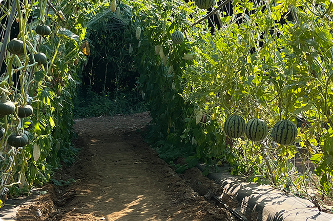 立体栽培をするメリット 3つ