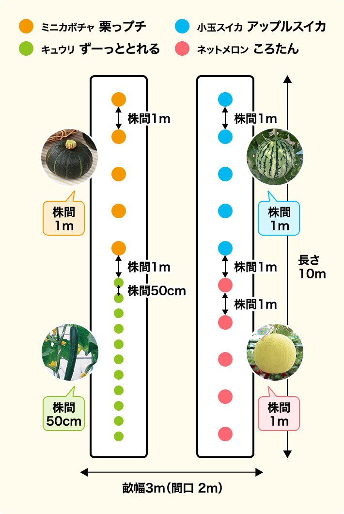 畝の長さは10m、畝幅を3m（間口を2m）あける。ミニカボチャ「栗っプチ」を5か所とキュウリ「ずーっととれる」を11か所植えた畝、キュウリ同士は株間50cm、キュウリとミニカボチャ、ミニカボチャ同士の株間は1m。小玉スイカ「アップルスイカ」とネットメロン「ころたん」を5か所ずつ植えた畝、株間は1m。