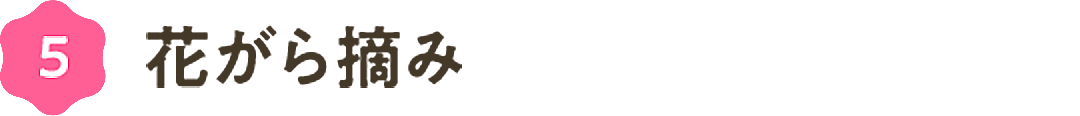 ⑤花がら摘み