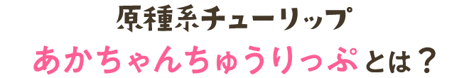 原種系チューリップ(あかちゃんちゅうりっぷ)とは?
