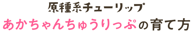 原種系チューリップ(あかちゃんちゅうりっぷ)の育て方