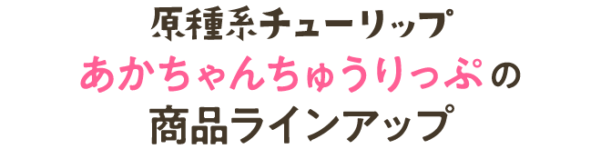 原種系チューリップ(あかちゃんちゅうりっぷ)の商品ラインアップ