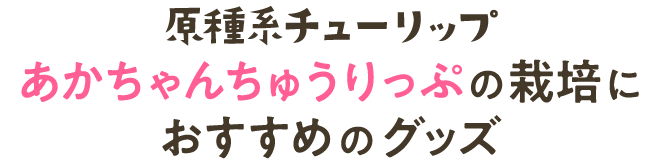 原種系チューリップ(あかちゃんちゅうりっぷ)の栽培におすすめのグッズ