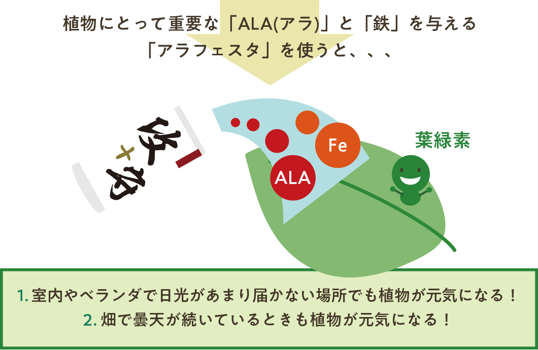 植物にとって重要な「ALA(アラ)」と「鉄」を与える「アラフェスタ」を使うと、、、 1.室内やベランダで日光があまり届かない場所でも植物が元気になる! 2.畑で曇天が続いているときも植物が元気になる!