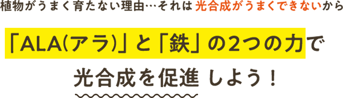植物がうまく育たない理由…それは光合成がうまくできないから 「ALA(アラ)」と「鉄」の2つの力で光合成を促進 しよう!