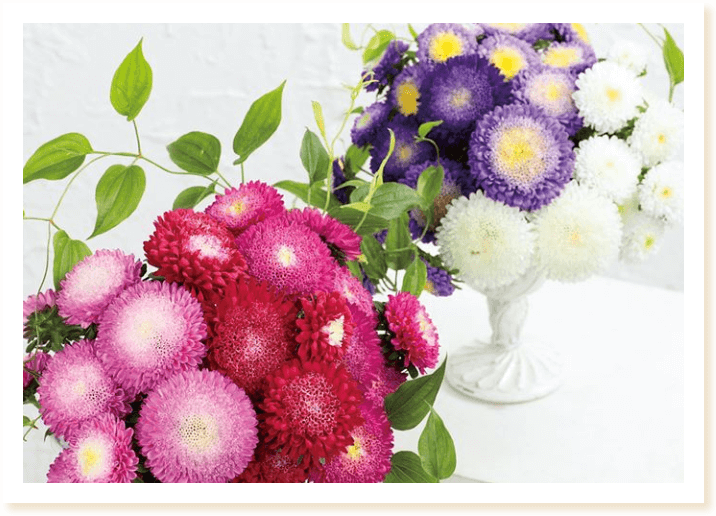 アスターあずみのアレンジメント写真