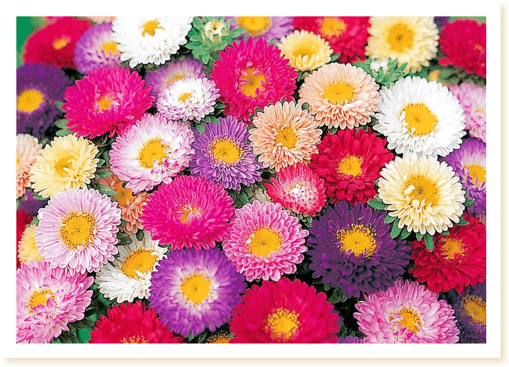 アスター松本の写真