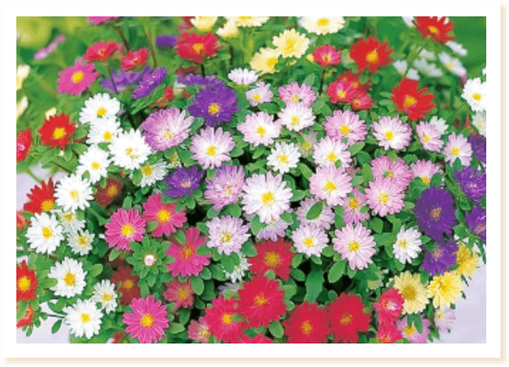 アスターステラの写真