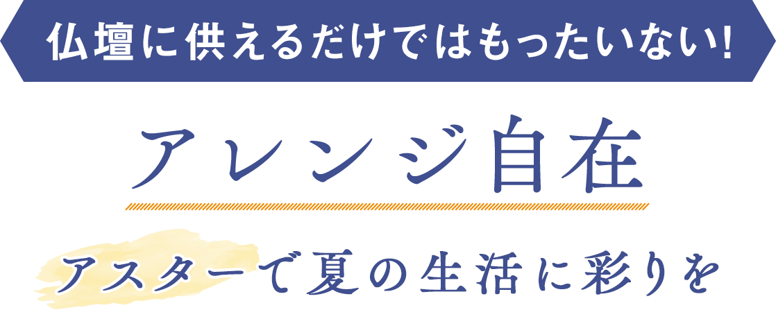 仏壇に供えるだけではもったいない！アレンジ自在 アスターで夏の生活に彩りを