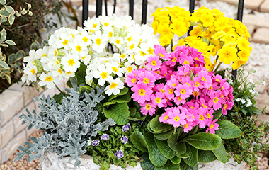 春夏よりも管理が簡単！