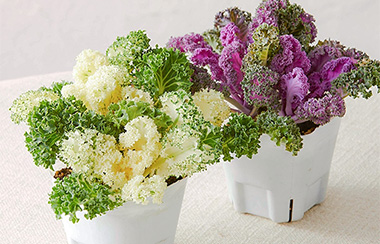 苗からスタートだからもっと安心！