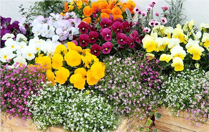 寒さに強く、春まで楽しめる品種を厳選！