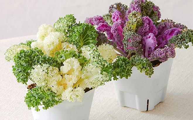 苗からスタートだからもっと安心！