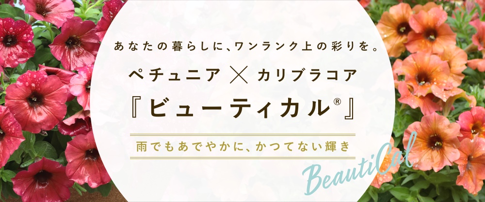 ペチュニア×カリブラコア「ビューティカル」 雨でもあでやかに、かつてない輝き。