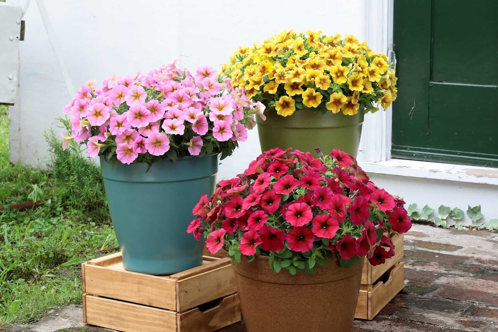 ペチュニア カリブラコア ビューティカル