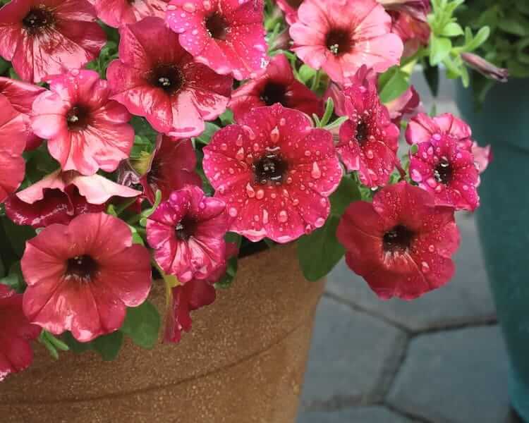 ビューティカル®