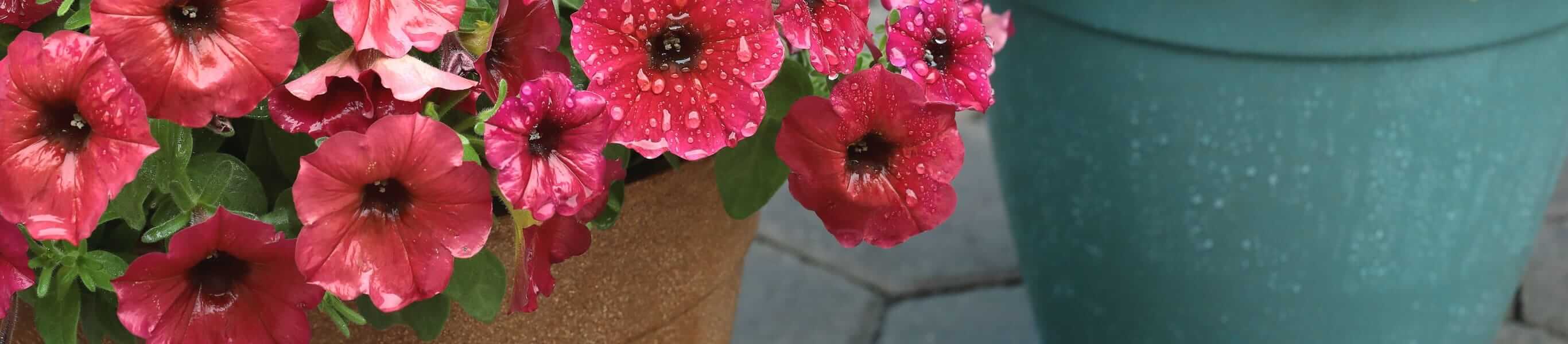 ビューティカル®