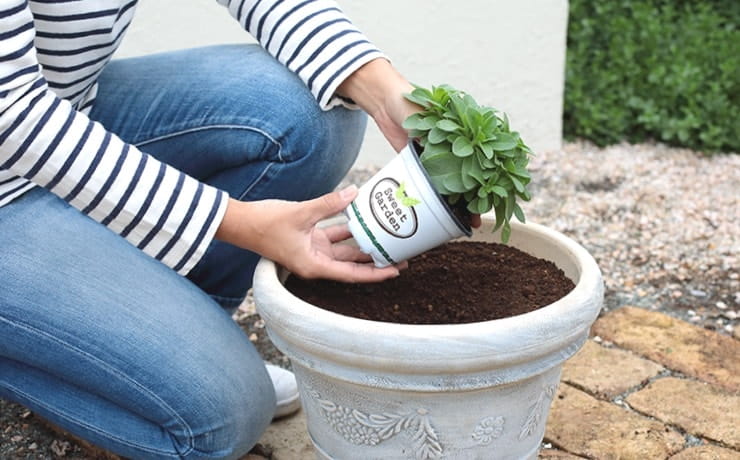 基本的な育て方