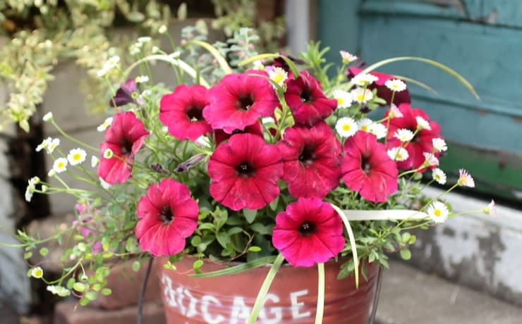 より楽しめる寄せ植え