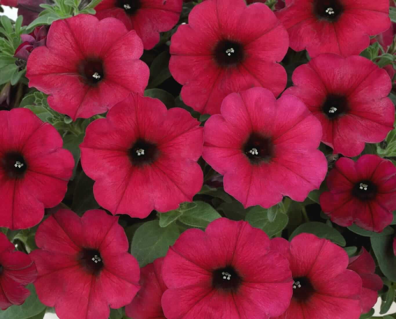 ビューティカル ボルドー