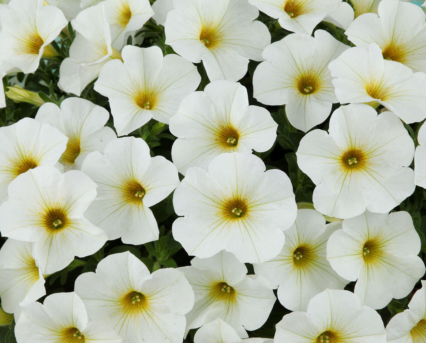 ビューティカル パールホワイト