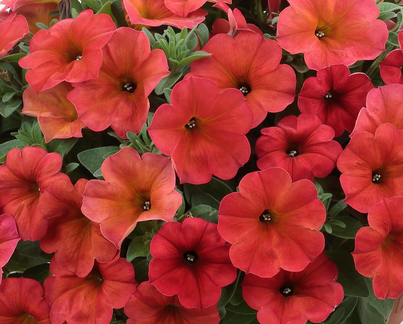 ビューティカル レッドメープル