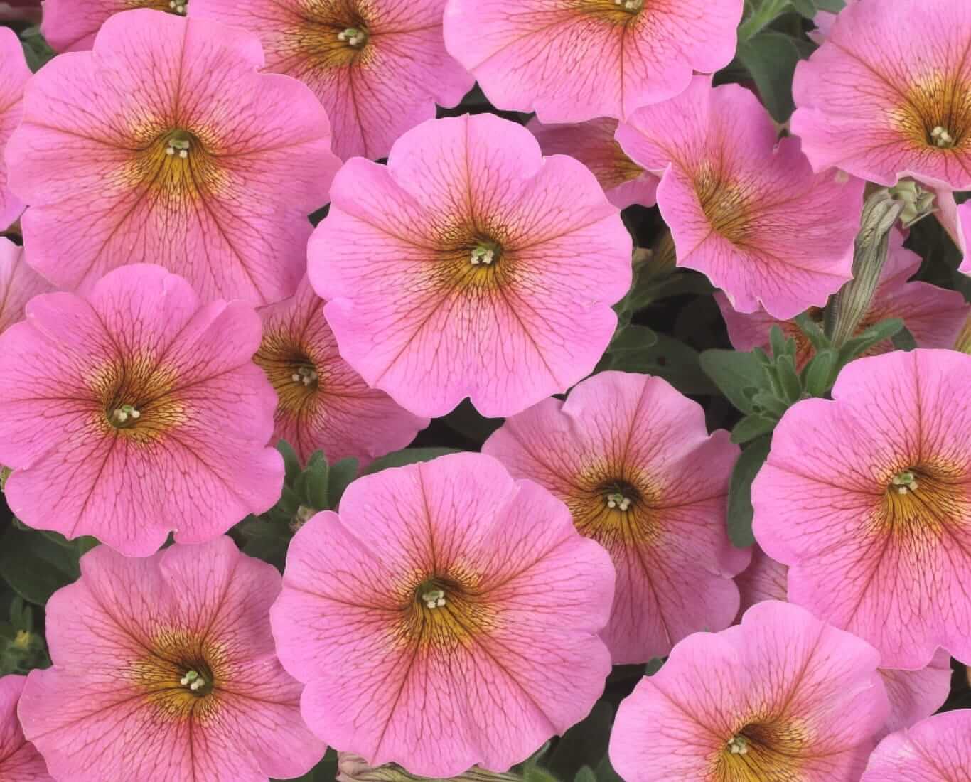 ビューティカル サンレイピンク