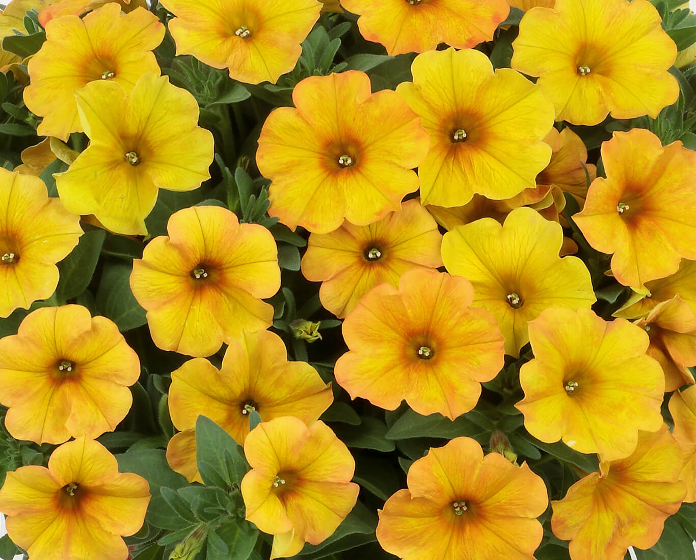 サンセットオレンジ