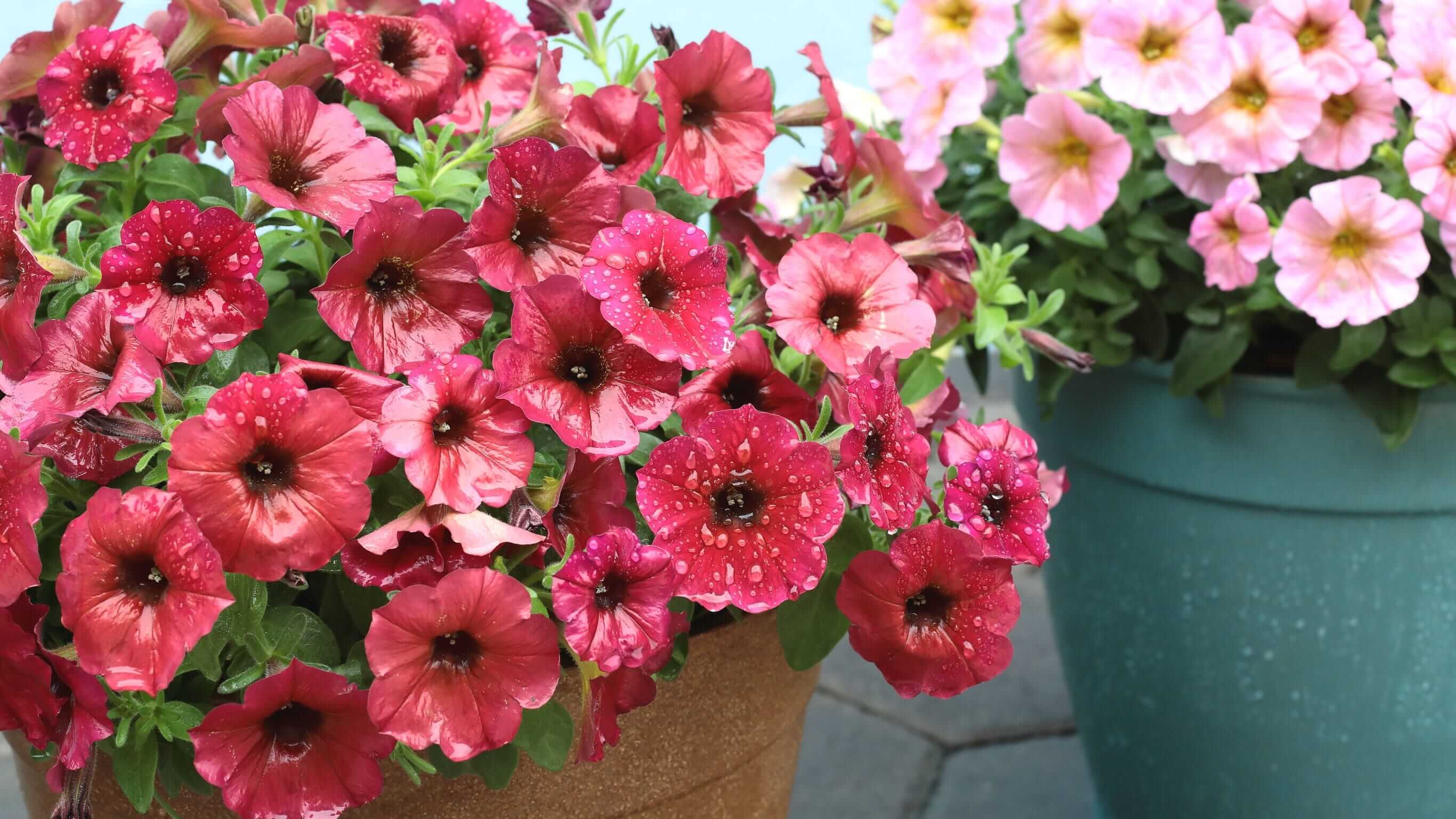 ビューティカル®