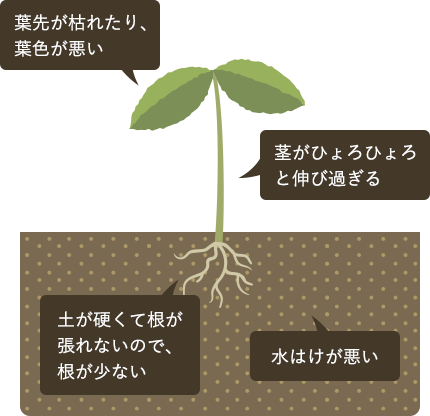 葉先が枯れたり、葉色が悪い。茎がひょろひょろと伸び過ぎる。土が硬くて根が張れないので、根が少ない。水はけが悪い。