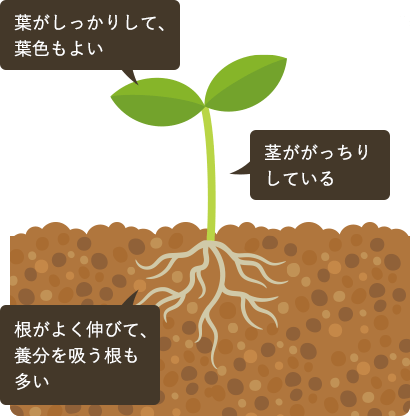 葉がしっかりして、葉色もよい。茎ががっちりしている。根がよく伸びて、養分を吸う根も多い。