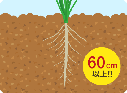 60cm以上!!