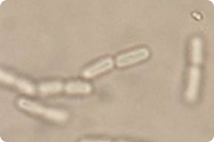 バイオ21菌がすごい！