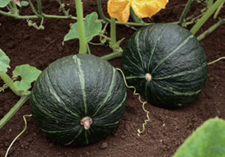 ぐんぐん育つので、家庭菜園でも作りやすい