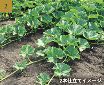 2本仕立てイメージ