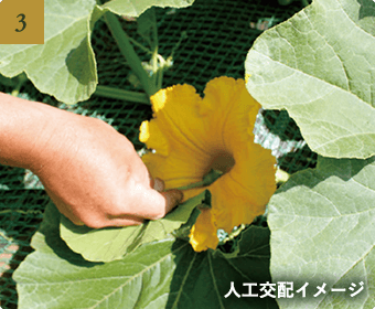 人工交配イメージ