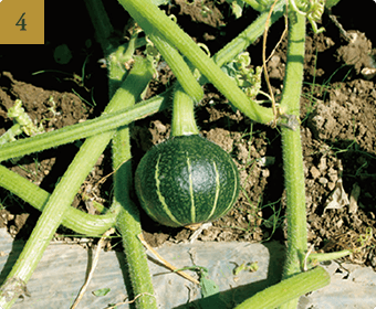 追肥のタイミング